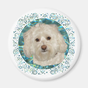 Havanese on Turquoise Water Magnet