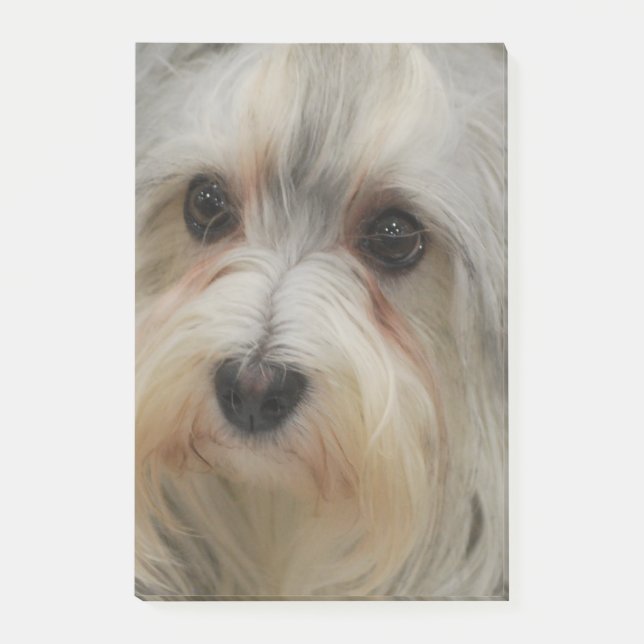 Havanese Post-it Notes (Front)