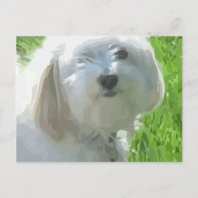 Havanese Postcard (Front)