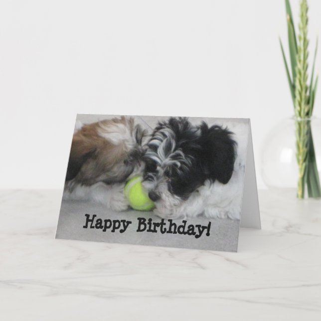 Havanese Puppies Happy Birthday Card (Front)