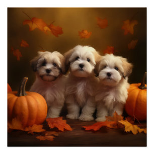 Havanese Puppy Autumn Delight Pumpkin Poster