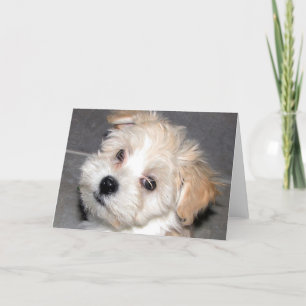 Havanese Puppy Card