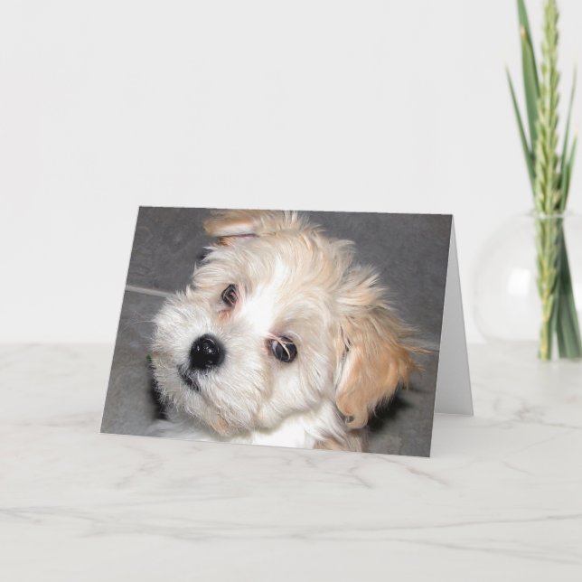 Havanese Puppy Card (Front)