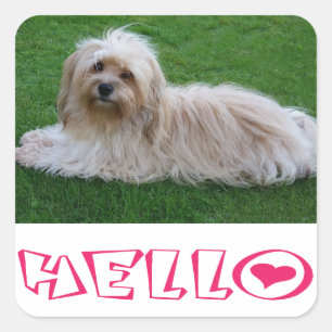 Havanese Puppy Dog Hello Stickers Seal