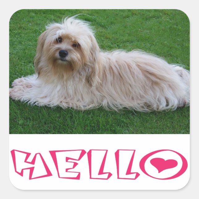 Havanese Puppy Dog Hello Stickers Seal (Front)