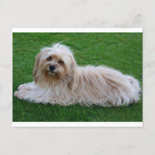 Havanese Puppy Dog Postcard