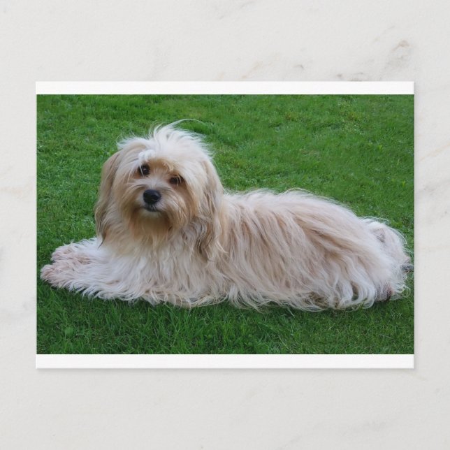 Havanese Puppy Dog Postcard (Front)