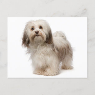 Havanese Puppy Dog Postcard