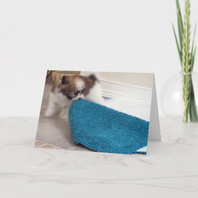 Havanese Puppy moving his rug Card (Front)