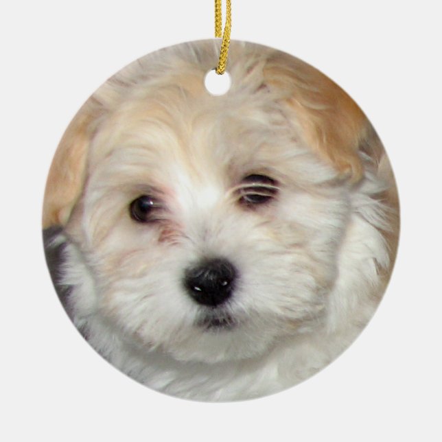 Havanese Puppy Ornament (Front)