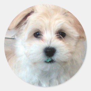 Havanese Puppy - Rescue Classic Round Sticker