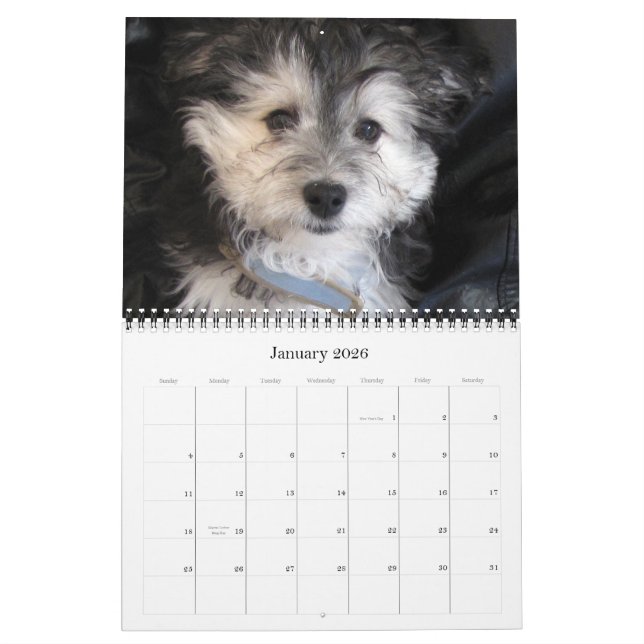 Havanese Rescu Puppies 2011 Calendar (Jan 2026)