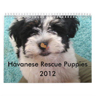 havanese rescue california puppies calendars puppies calendar havanese rescue california puppies calendars puppies calendar