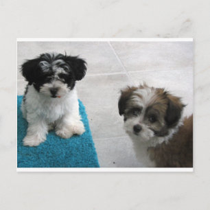 Havanese Rescue Puppies Black White Grey Postcard
