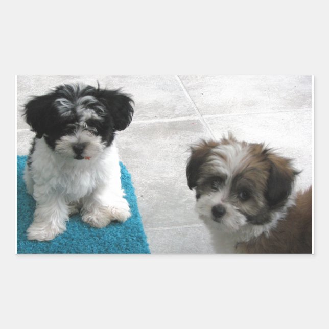 Havanese Rescue Puppies Black White Grey Sticker (Front)