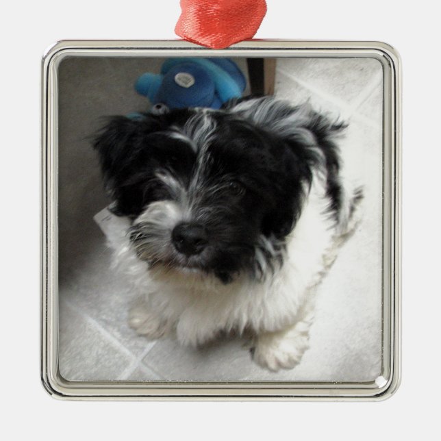 Havanese Rescue Puppy black and white Metal Ornament (Front)