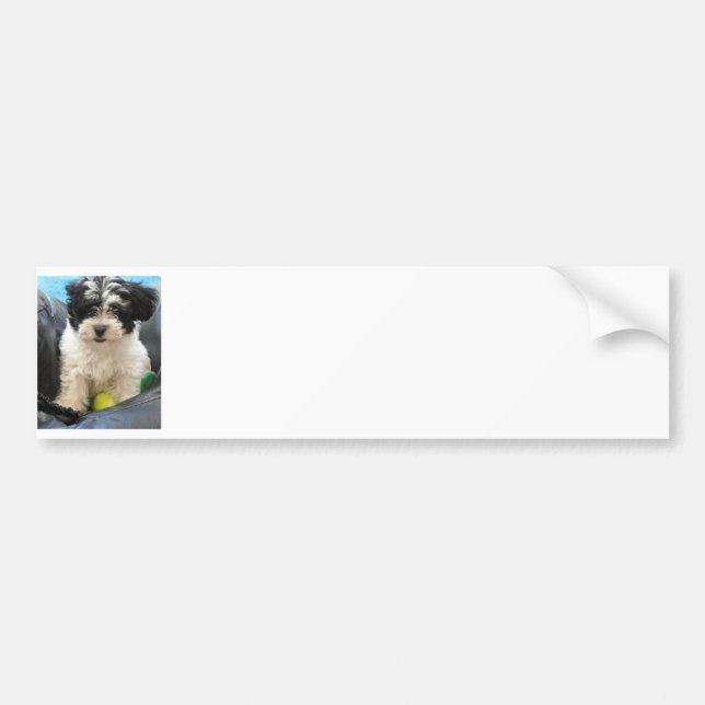 Havanese Rescue Puppy Black White Bumper Sticker (Front)