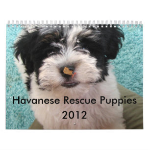 Havanese Rescue Puppy Calendar