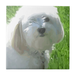 Havanese Tile