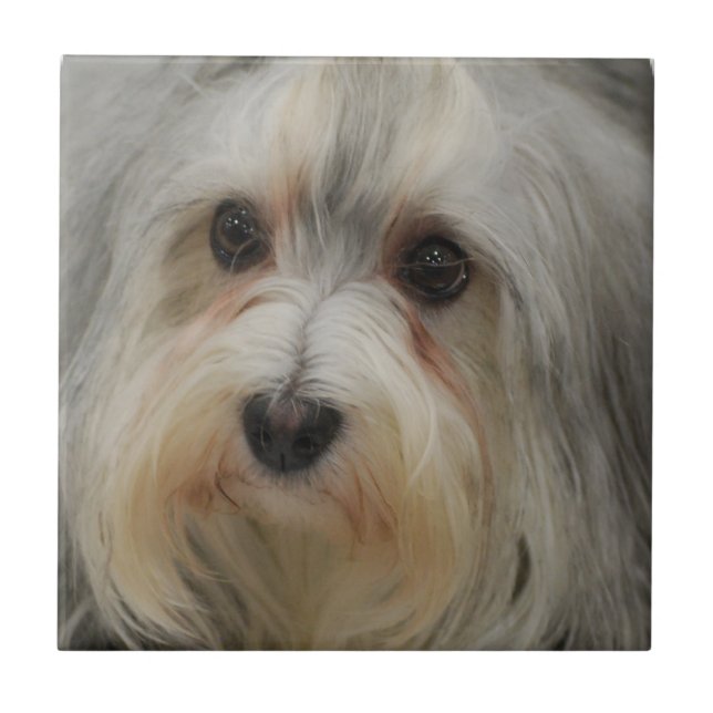 Havanese Tile (Front)