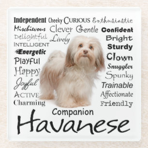 Havanese Traits Glass Coaster