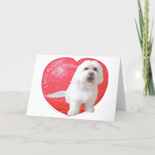 Havanese Valentine's Day Holiday Card