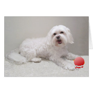 Havanese with Ornament