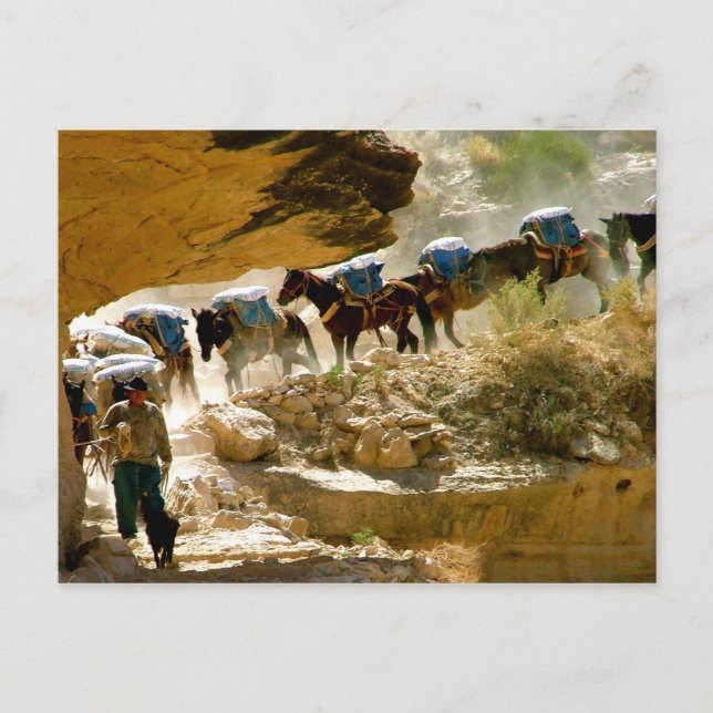 Havasu Canyon Pack Train Postcard (Front)