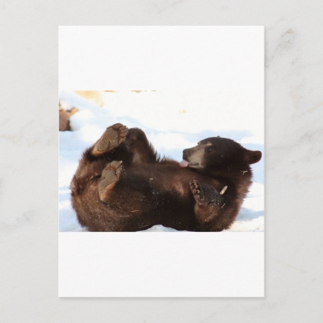 Have a BEARY Good Day!!! Postcard (Front)