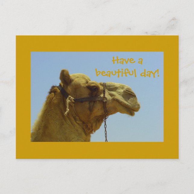 Have a beautiful day - camel postcard (Front)