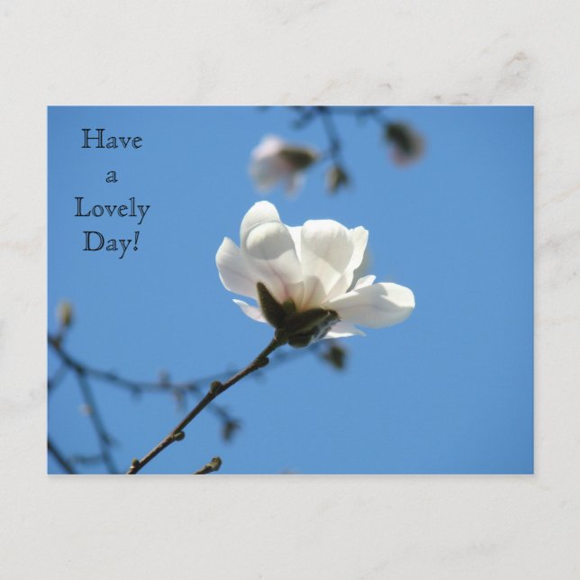Have a Lovely Day! postcard White Magnolia Spring (Front)