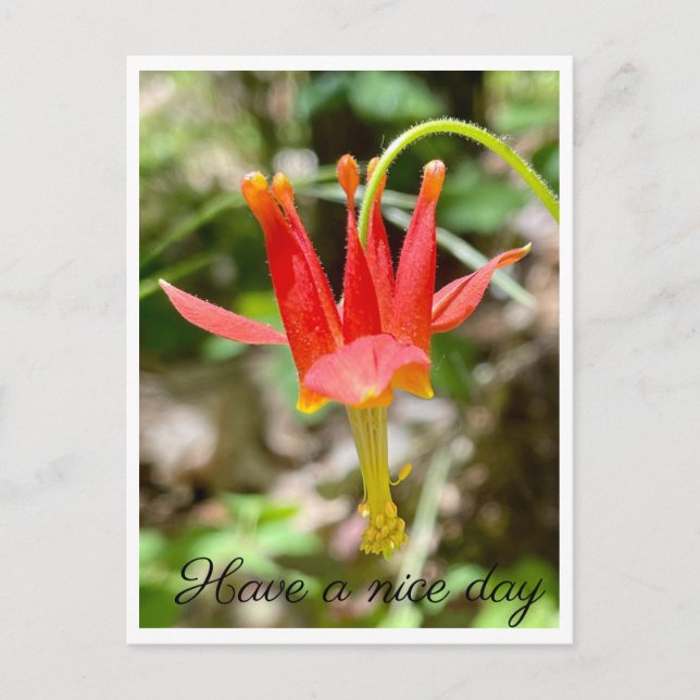 Have a nice day postcard (Front)