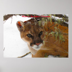 Have a Purrrfect Christmas Poster