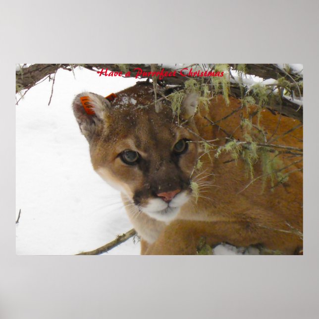 Have a Purrrfect Christmas Poster (Front)