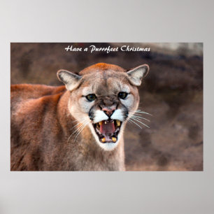 Have a Purrrfect Christmas Poster