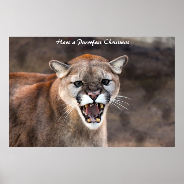 Have a Purrrfect Christmas Poster (Front)