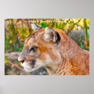 Have a Purrrfect Christmas Poster