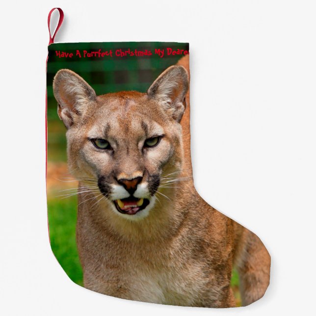 Have a Purrrfect Christmas Small Christmas Stocking (Front)