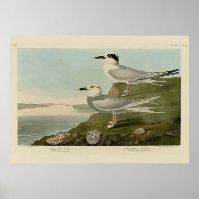Havell's & Trudeau's Tern Audubon Birds of America Poster (Front)