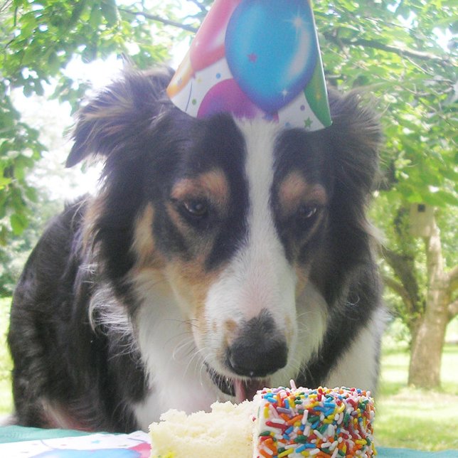 "Having Your Cake and Eat it Too!" Holiday Card (Creator Uploaded)