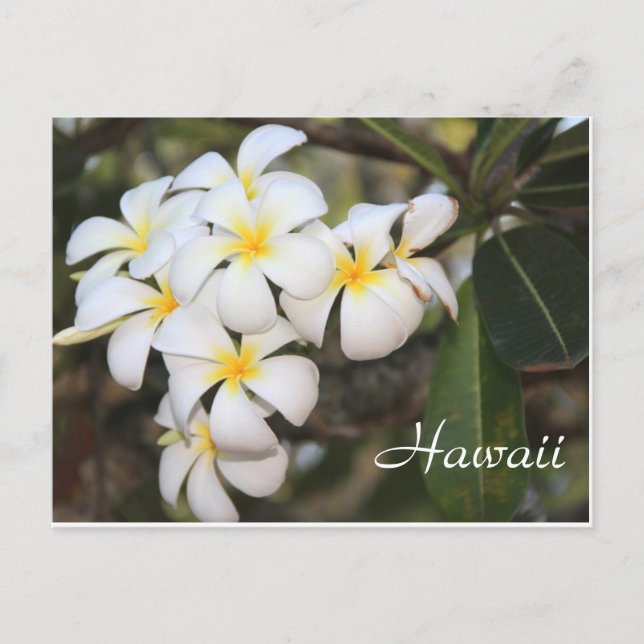 Hawaï, fleurs blanches, carte postale (Devant)