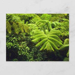 Hawaii, Big Island, Lush tropical greenery in 2 Postcard