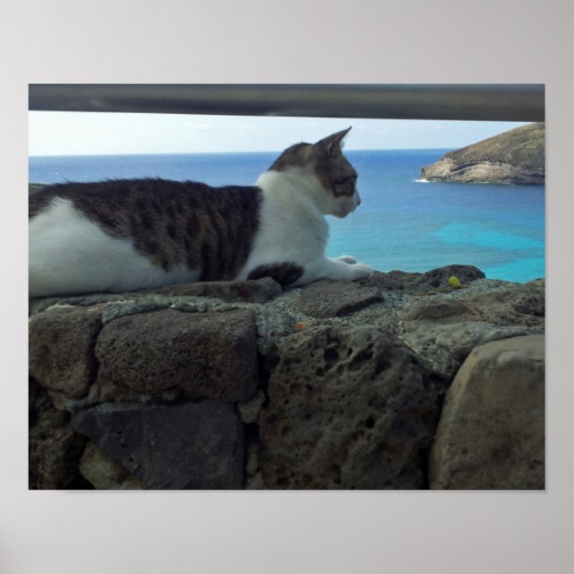 Hawaii Cat Poster (Front)