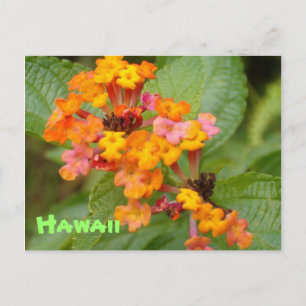 Hawaii Flower Postcard
