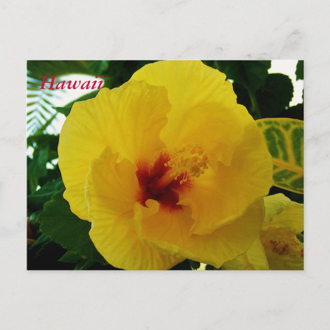 Hawaii Flower Yellow Hibiscus Postcard (Front)