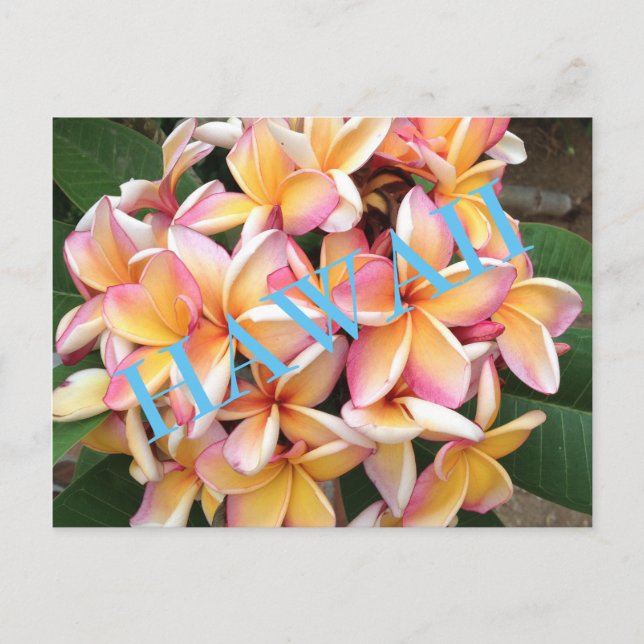 Hawaii Flowers for all Postcard (Front)