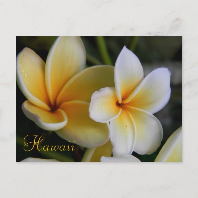 Hawaii Flowers Postcard (Front)