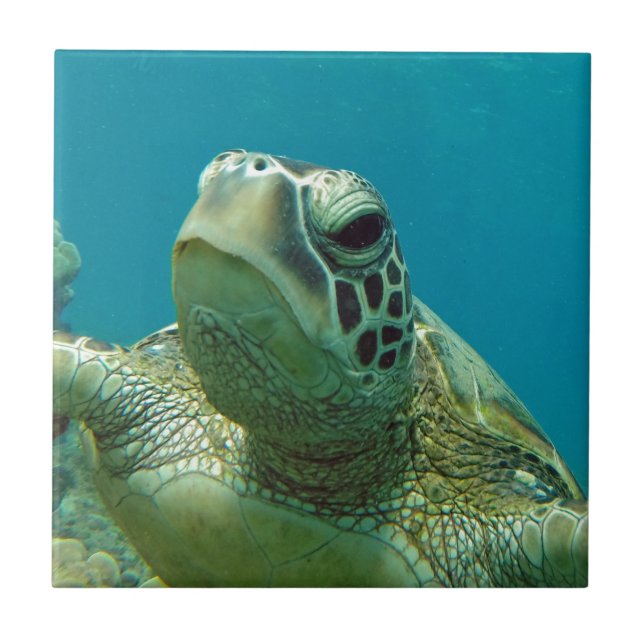 Hawaii Green Sea Turtle - Honu Tile (Front)
