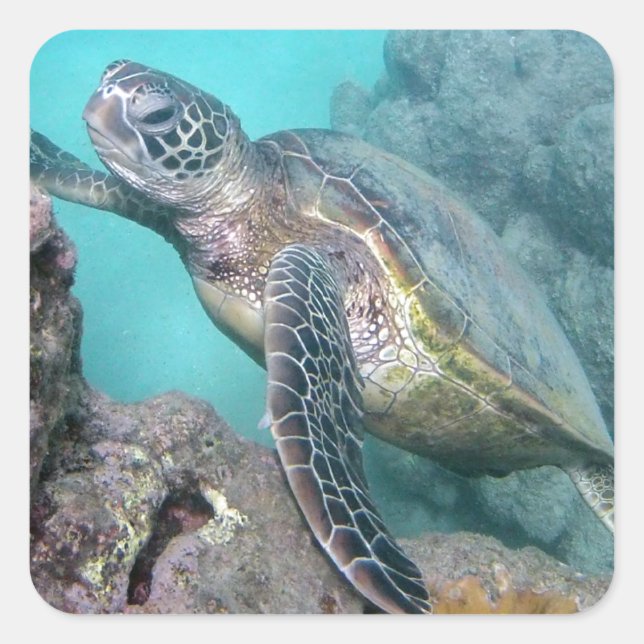 Hawaii Green Sea Turtle Square Sticker (Front)