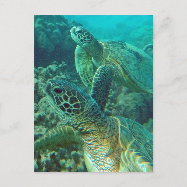 Hawaii Green Sea Turtles Postcard (Front)